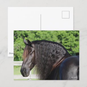 Bob Langrish   Friesian Horse Permanent headshot Vykort