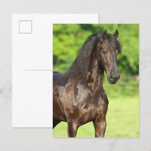 Bob Langrish Friesian Horse Permanent Headshot Vykort