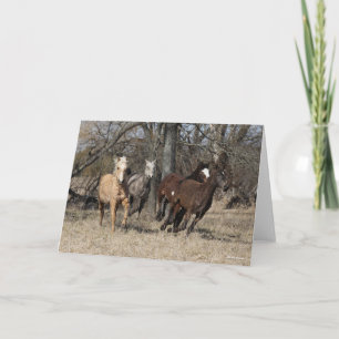 Bob Langrish Fyra Bashkir Curly Horses Running Kort