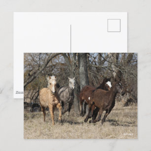 Bob Langrish Fyra Bashkir Curly Horses Running Vykort