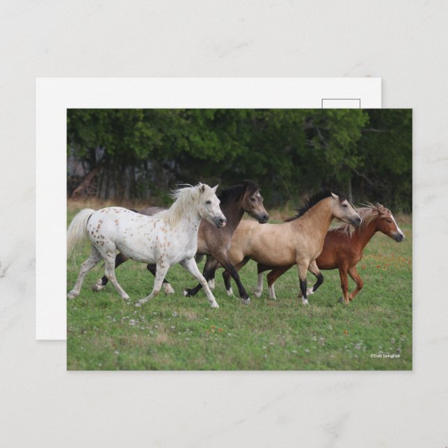 Bob Langrish | Fyra ponnyer som går samman Vykort (Fram/baksida)