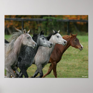 Bob Langrish   Fyra Tävlor för arabiska hästar Poster