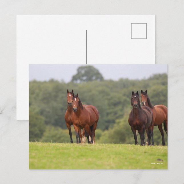 Bob Langrish | Fyra walesiska ponnyer stående till Vykort (Fram/baksida)