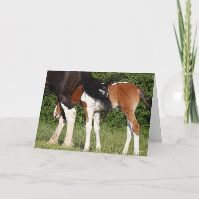 Bob Langrish | Gömmande av Irish Sport Horse Foal Kort (Framsida)