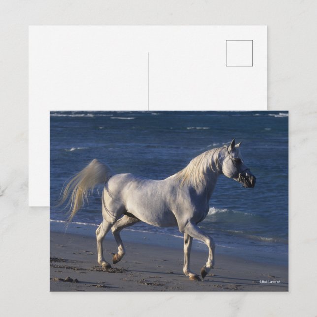 Bob Langrish | Grå arabisk hingst som går på stran Vykort (Fram/baksida)