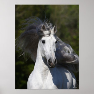 Bob Langrish Grått Andalucian headshot Mane Flowi Poster