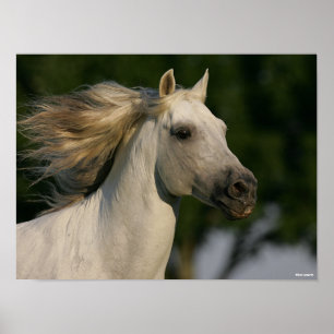 Bob Langrish Grått Andalucian Headshot Mane Flowi Poster