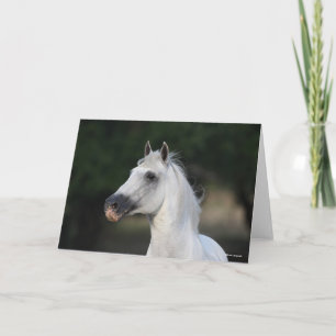 Bob Langrish Grått Andalucian Stallion Headshot Kort