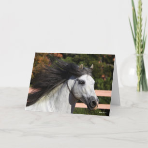 Bob Langrish Grått Andalucian Stallion Headshot Kort