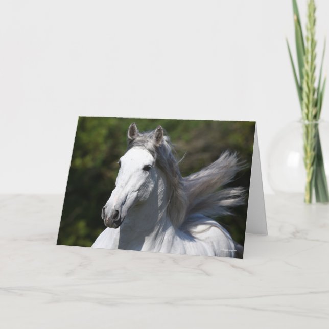 Bob Langrish | Grått Andalucian Stallion Headshot Kort (Framsida)