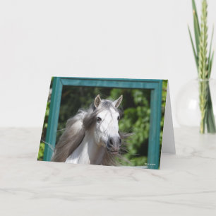 Bob Langrish Grått Andalucian Stallion Headshot Kort