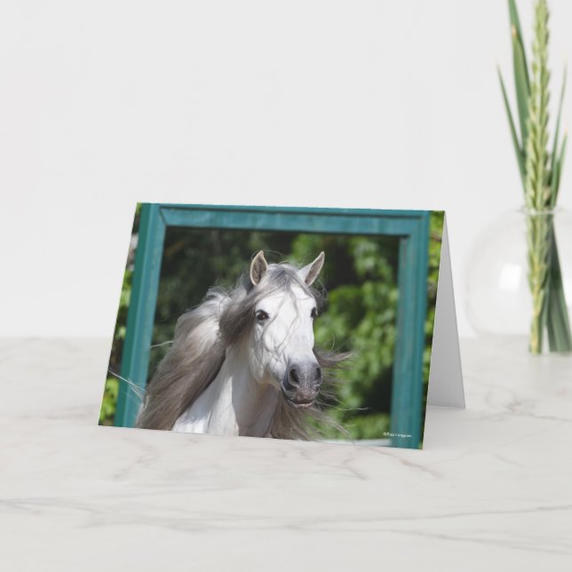Bob Langrish | Grått Andalucian Stallion Headshot Kort (Framsida)