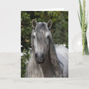 Bob Langrish Grått Andalucian Stallion headshot Kort