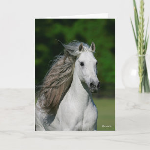 Bob Langrish Grått Andalucian Stallion Headshot Kort