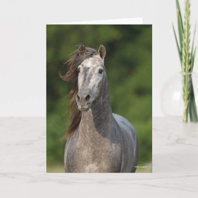 Bob Langrish | Grått Andalucian Stallion Headshot Kort (Framsida)