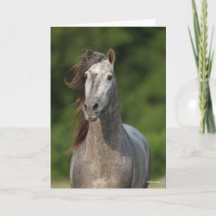 Bob Langrish Grått Andalucian Stallion Headshot Kort