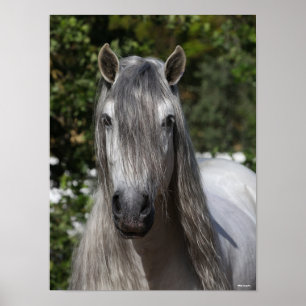 Bob Langrish Grått Andalucian Stallion headshot Poster