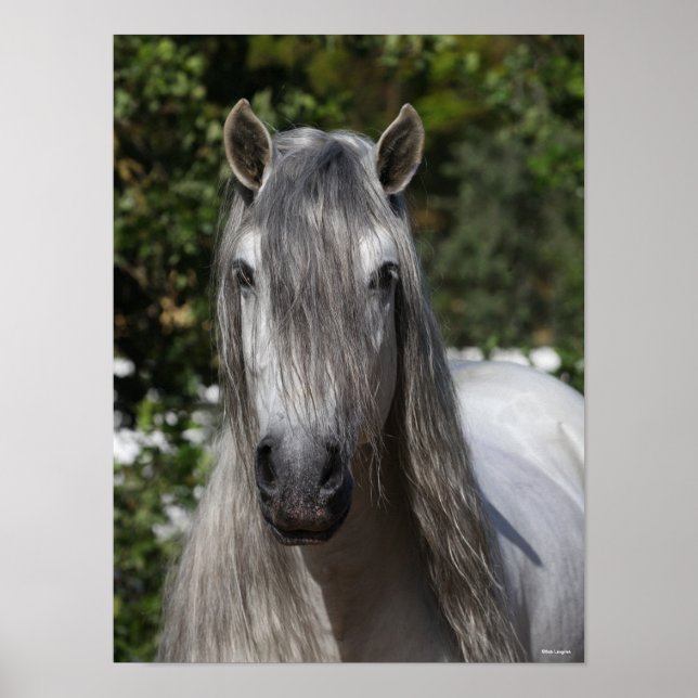 Bob Langrish | Grått Andalucian Stallion headshot Poster (Framsidan)