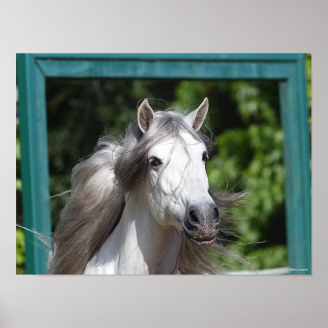 Bob Langrish | Grått Andalucian Stallion Headshot Poster (Framsidan)