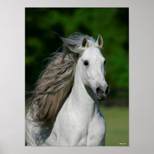 Bob Langrish Grått Andalucian Stallion Headshot Poster