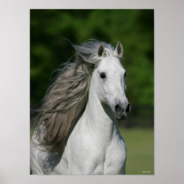 Bob Langrish | Grått Andalucian Stallion Headshot Poster (Framsidan)