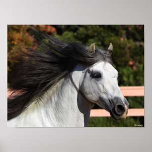 Bob Langrish   Grått Andalucian Stallion Headshot Poster