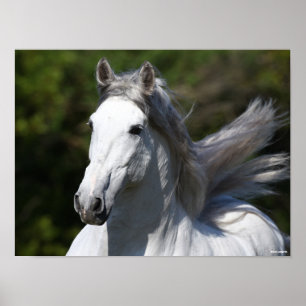 Bob Langrish   Grått Andalucian Stallion Headshot Poster