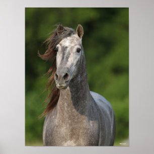 Bob Langrish Grått Andalucian Stallion Headshot Poster