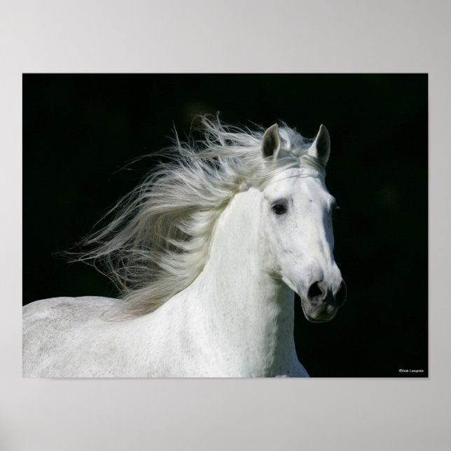 Bob Langrish | Grått Andalucian Stallion Headshot Poster (Framsidan)