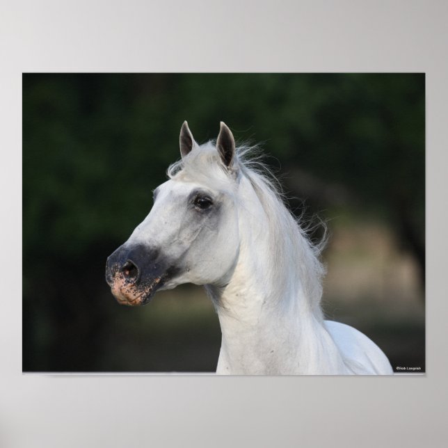 Bob Langrish | Grått Andalucian Stallion Headshot  Poster (Framsidan)