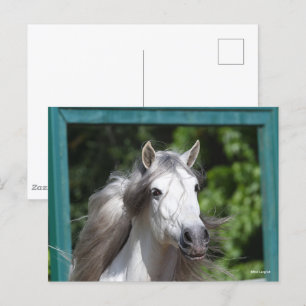 Bob Langrish   Grått Andalucian Stallion Headshot Vykort
