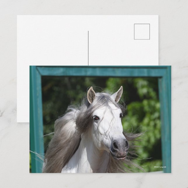 Bob Langrish | Grått Andalucian Stallion Headshot Vykort (Fram/baksida)