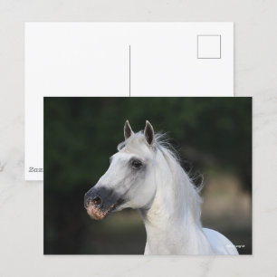 Bob Langrish   Grått Andalucian Stallion Headshot  Vykort