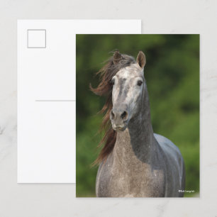 Bob Langrish   Grått Andalucian Stallion Headshot Vykort