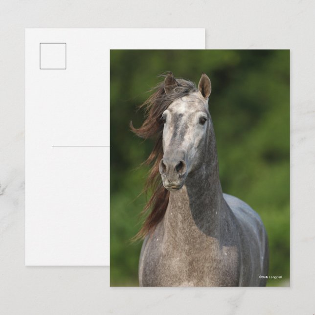 Bob Langrish | Grått Andalucian Stallion Headshot Vykort (Fram/baksida)