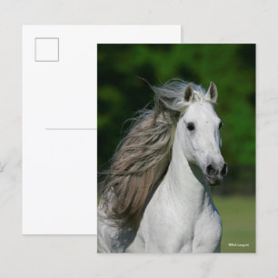 Bob Langrish   Grått Andalucian Stallion Headshot Vykort