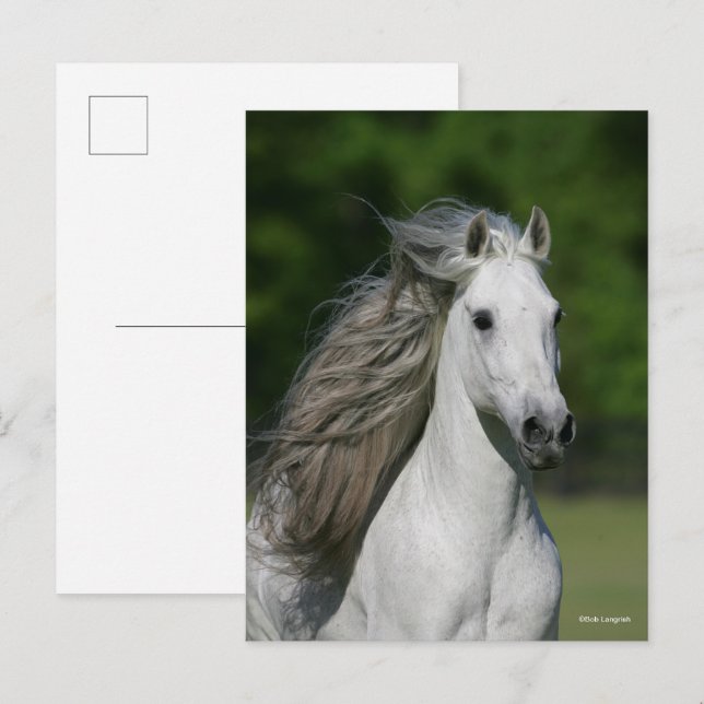 Bob Langrish | Grått Andalucian Stallion Headshot Vykort (Fram/baksida)
