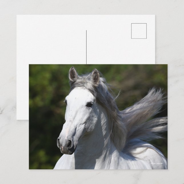 Bob Langrish | Grått Andalucian Stallion Headshot Vykort (Fram/baksida)