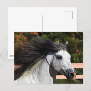 Bob Langrish   Grått Andalucian Stallion Headshot  Vykort