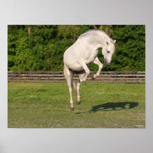 Bob Langrish | Grått Andalucian Stallion Leaping Poster (Framsidan)
