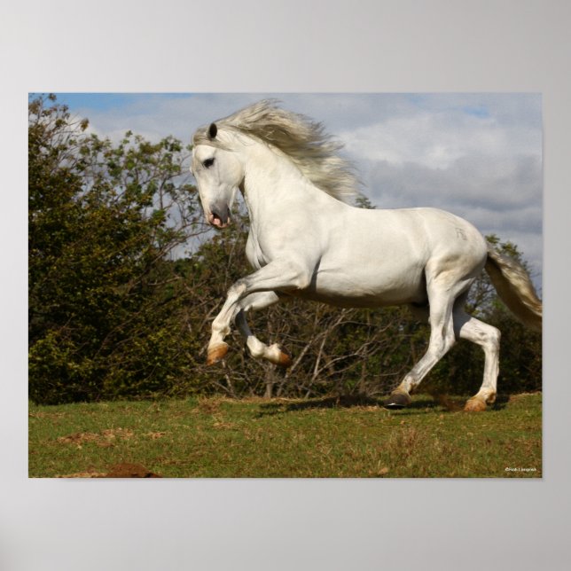 Bob Langrish | Grått Andalucian Stallion Leaping Poster (Framsidan)