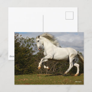 Bob Langrish   Grått Andalucian Stallion Leaping Vykort