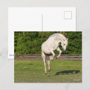 Bob Langrish   Grått Andalucian Stallion Leaping Vykort