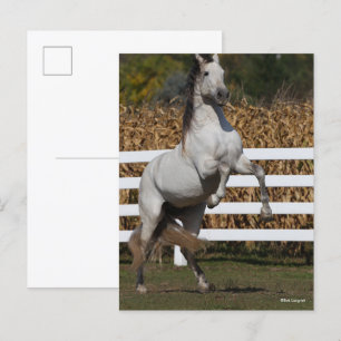 Bob Langrish   Grått Andalucian Stallion Rearing Vykort