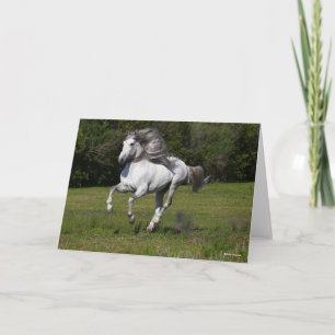 Bob Langrish   Grått Andalucian Stallion Running Kort