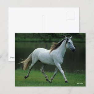Bob Langrish   Grått Andalucian Stallion Running Vykort