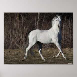 Bob Langrish Grått Andalucian Stallion Walking Poster