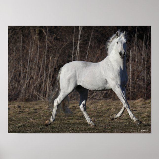 Bob Langrish | Grått Andalucian Stallion Walking Poster (Framsidan)