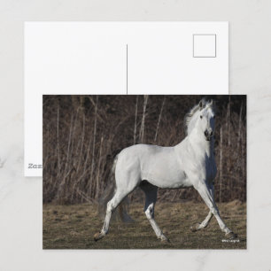 Bob Langrish Grått Andalucian Stallion Walking Vykort