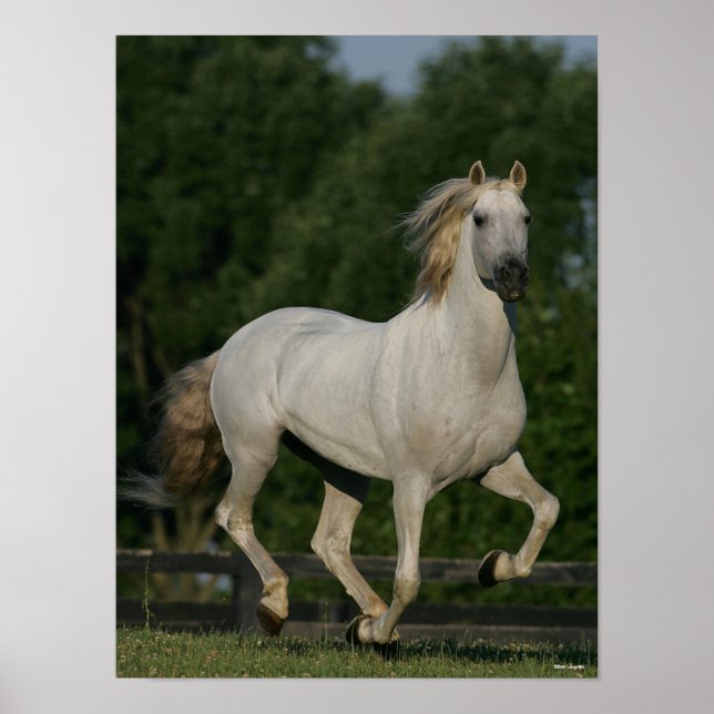 Bob Langrish | Grått Andalusien Running Poster (Framsidan)